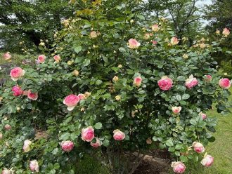 公園だより最新投稿写真