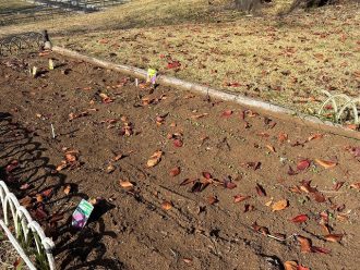 公園だより最新投稿写真