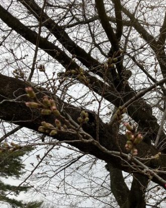 公園だより最新投稿写真