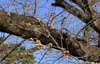 公園だより最新投稿写真