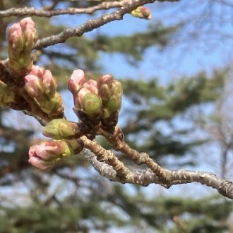 公園だより最新投稿写真