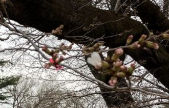 公園だより最新投稿写真