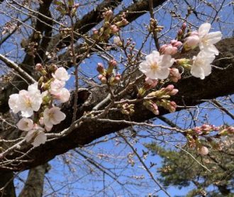 公園だより最新投稿写真
