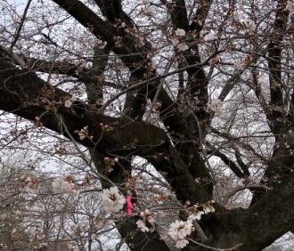公園だより最新投稿写真