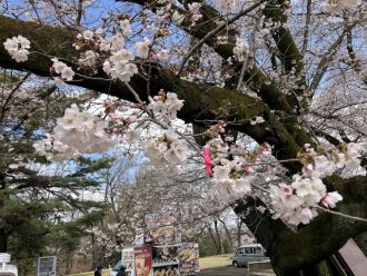 公園だより最新投稿写真