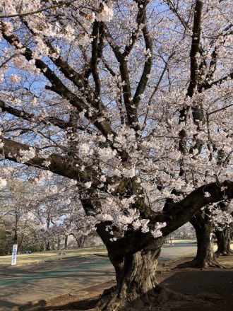 公園だより最新投稿写真