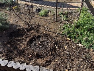 公園だより最新投稿写真