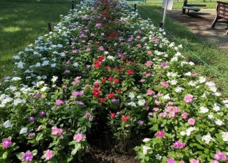 公園だより最新投稿写真