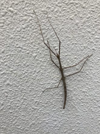 公園だより最新投稿写真