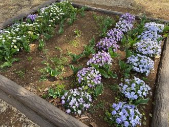 公園だより最新投稿写真