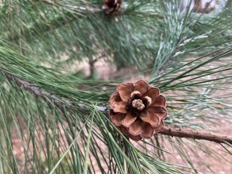 公園だより最新投稿写真