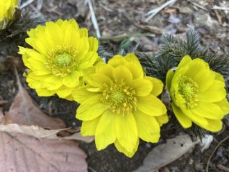 公園だより最新投稿写真