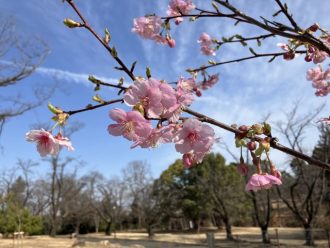 公園だより最新投稿写真
