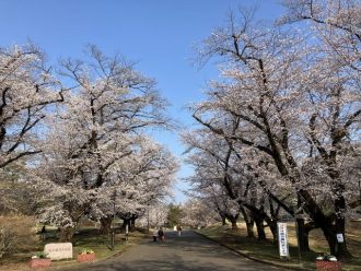公園だより最新投稿写真