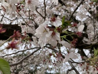 公園だより最新投稿写真