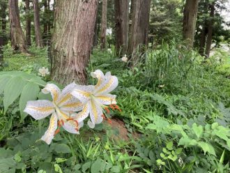 公園だより最新投稿写真