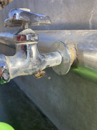 公園だより最新投稿写真