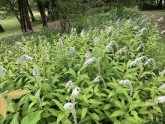 公園だより最新投稿写真