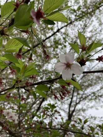 公園だより最新投稿写真