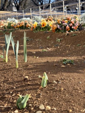公園だより最新投稿写真