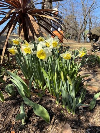 公園だより最新投稿写真