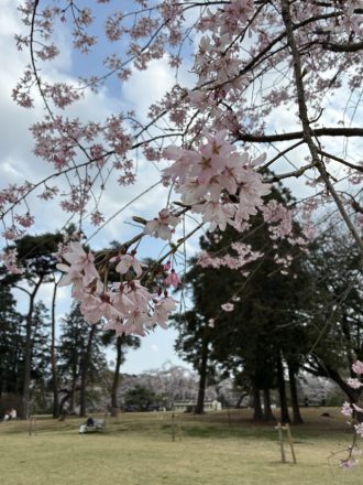 公園だより最新投稿写真