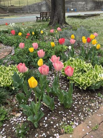 公園だより最新投稿写真