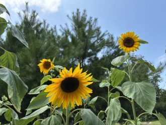 公園だより最新投稿写真