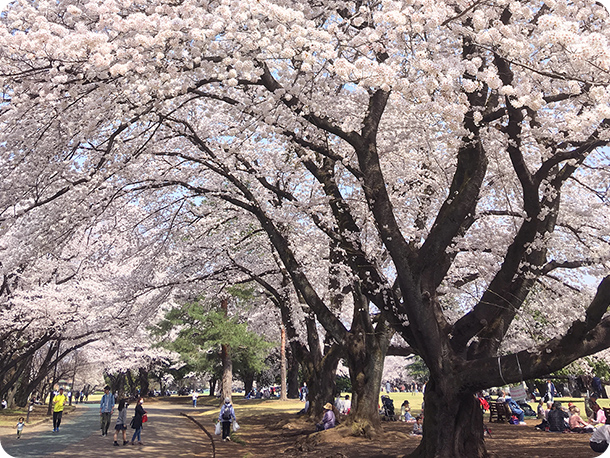 桜並木の写真