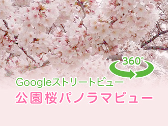 Googleストリートビュー：公園桜パノラマビュー