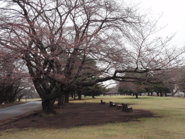 3月24日撮影