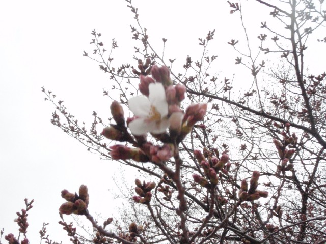 3月24日撮影