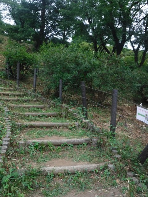 やまゆり