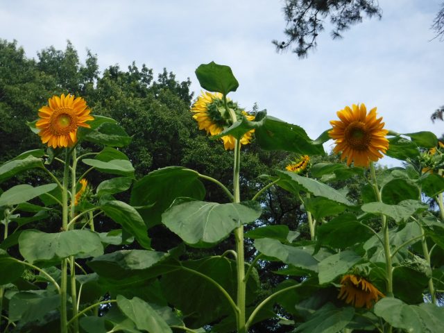 花壇