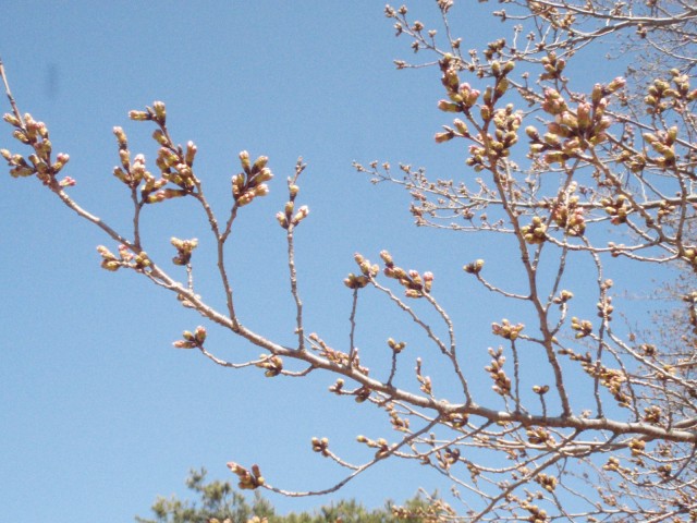 3月22日撮影