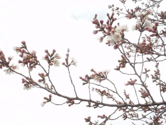 3/27撮影