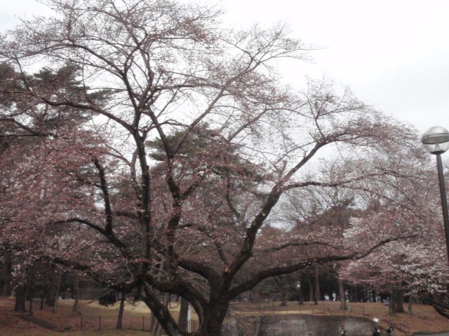 3/27撮影