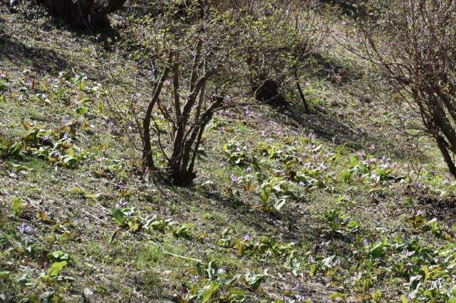 稲荷山かたくりの会 撮影 写真提供