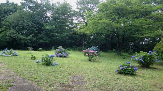 藤原あじさい