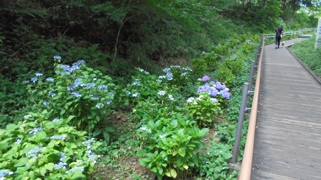 DSC00331