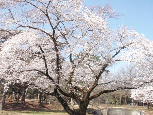 3/31撮影