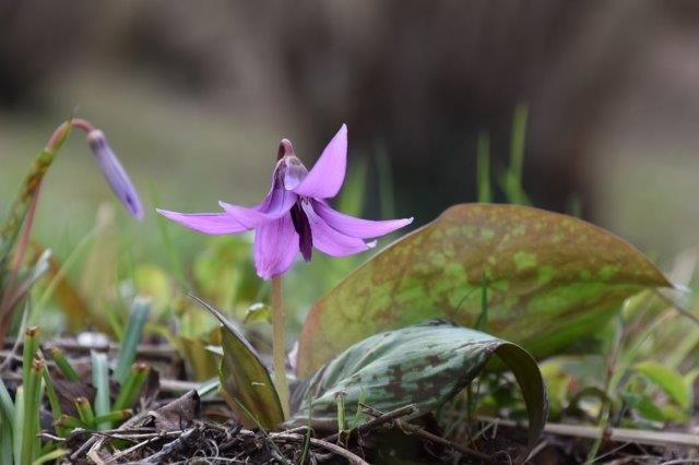 稲荷山かたくりの会 撮影 写真提供