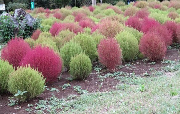 公園だより 埼玉県営 和光樹林公園