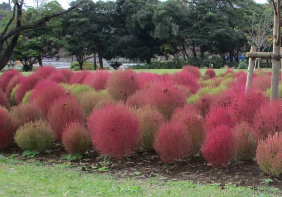 公園だより 埼玉県営 和光樹林公園