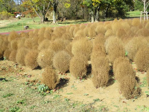 公園だより 埼玉県営 和光樹林公園