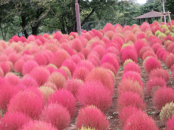 公園だより 埼玉県営 和光樹林公園