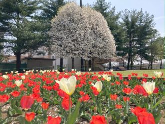 主催イベント：4/18　チューリップの球根 抜き取りイベントの画像