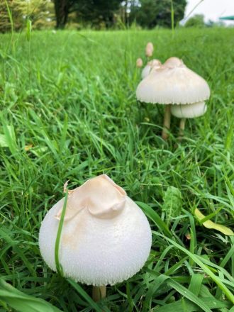公園だより最新投稿写真