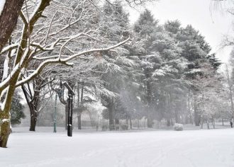 公園だより最新投稿写真