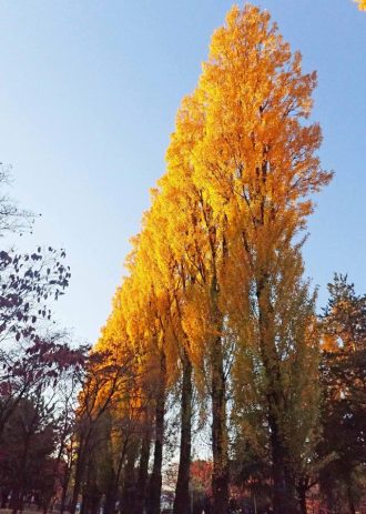 公園だより最新投稿写真